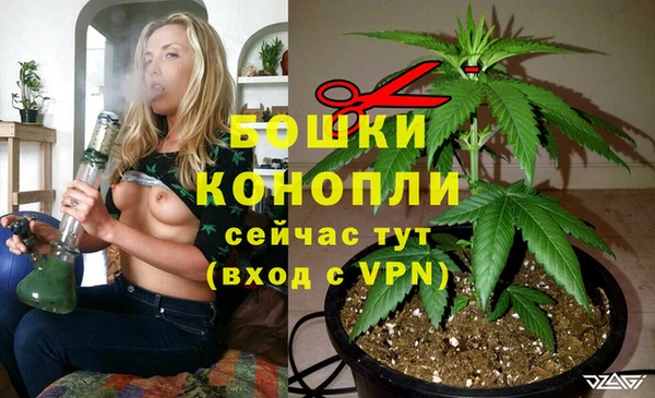 сатива Бородино